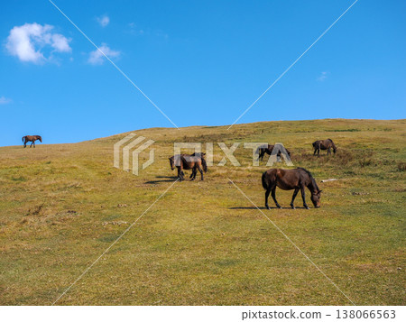 Cape Toi and wild horses 138066563