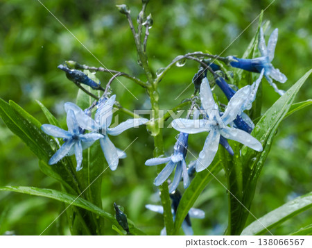 Landscape with Amsonia elliptica Landscape with Amsonia elliptica 138066567