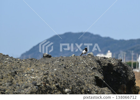 野島崎燈塔公園與野生鳥類 138066712