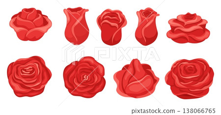 Red buds and petals of blooming roses. Plant flowers for romantic card designs. Garden blossoms. Natural rosebud. Botanical bouquet. Wedding decor. Vector floral isolated elements set 138066765