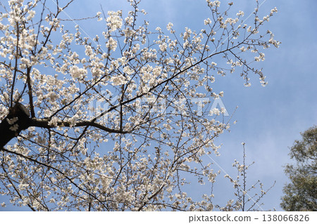 Tsurumai Park, Showa Ward, Nagoya City, Aichi Prefecture Tsurumai Park, Showa Ward, Nagoya City, Aichi Prefecture 138066826