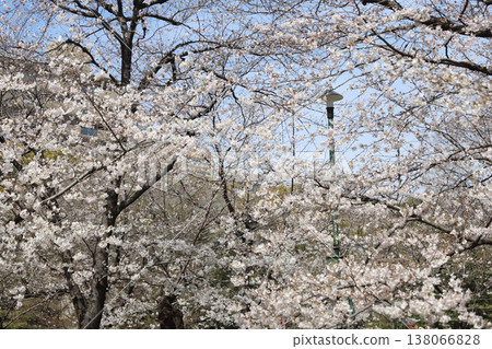 愛知縣名古屋市昭和區鶴舞公園 愛知縣名古屋市昭和區鶴舞公園 138066828
