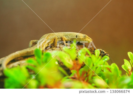 一隻閉著眼睛，看起來像是在微笑的日本草蜥蜴。 138066874
