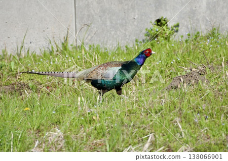 Pheasant pheasant / Japan 138066901