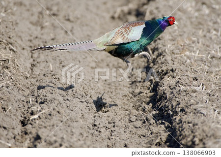 雉雞/日本 138066903