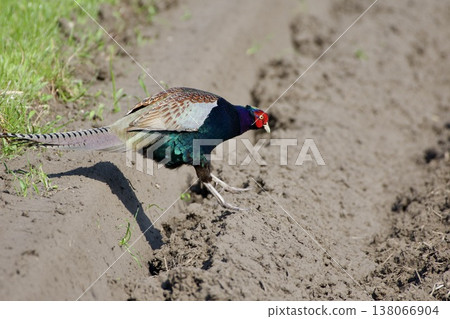 雉雞/日本 138066904