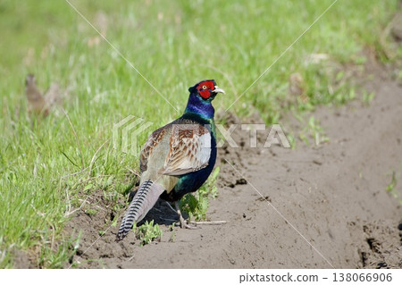 Pheasant pheasant / Japan 138066906