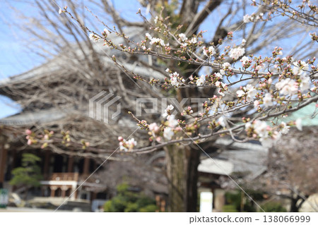愛知縣名古屋市中區信州大谷流名古屋支寺東支寺 愛知縣名古屋市中區信州大谷流名古屋支寺東支寺 138066999