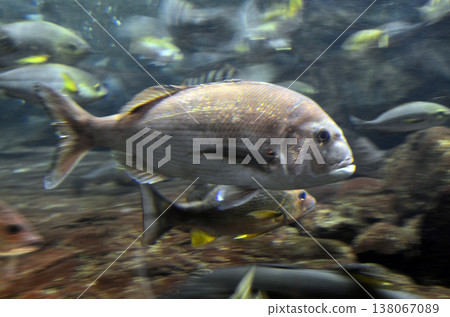 海鯛 海鯛 138067089