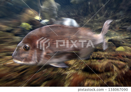 Red snapper Red snapper 138067090