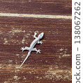 White gecko lizard on wooden background Vietnam tropical wildlife reptile macro close up animal 138067262