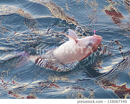 Red sea bream Red sea bream 138067340