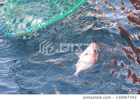 Red sea bream Red sea bream 138067342