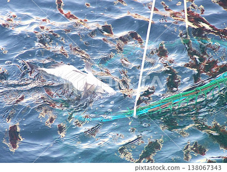 Red sea bream Red sea bream 138067343