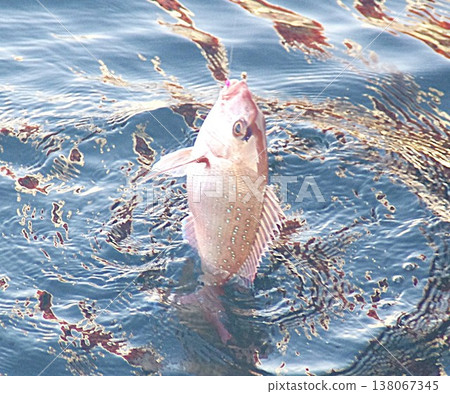 釣到一條紅鯛魚 釣到一條紅鯛魚 138067345