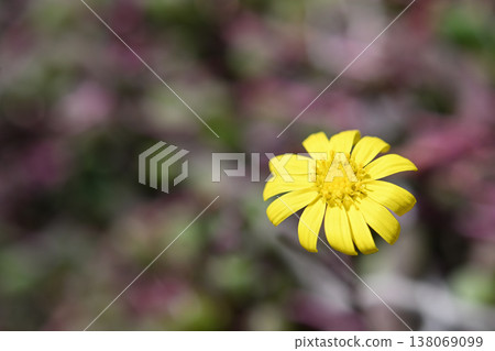 紅寶石項鍊花 紅寶石項鍊花 138069099
