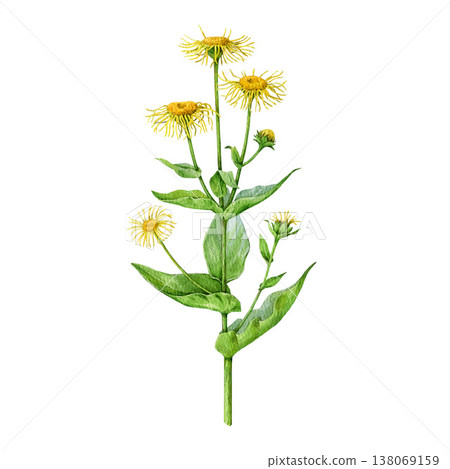 Elecampane blooming plant on white background. Hand drawn inula medicinal herb vintage style watercolor illustration. Elecampane fresh plant stem with leaves, flowers herbal medicine remedy element Elecampane blooming plant on white background. Hand drawn inula medicinal herb vintage style watercolor illustration. Elecampane fresh plant stem with leaves, flowers herbal medicine remedy element 138069159