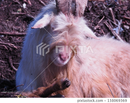 A goat during a nap A goat during a nap 138069369