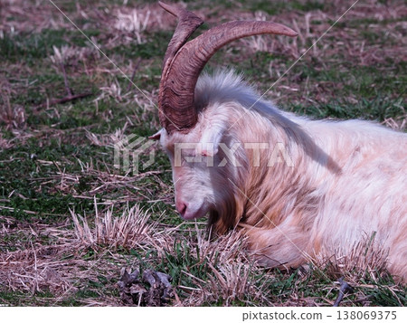 A goat during a nap A goat during a nap 138069375