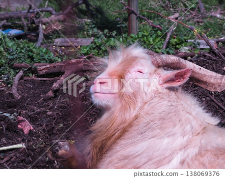 A goat during a nap A goat during a nap 138069376