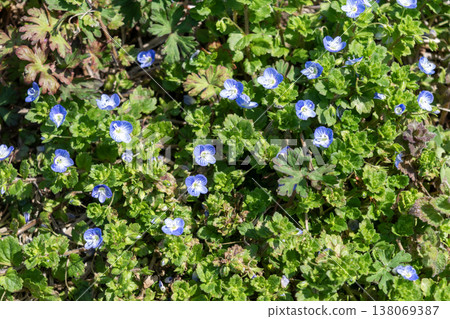 波斯婆婆納（Veronica persica）美麗的鈷藍色花朵。 138069387