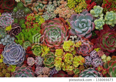 Planting succulent plants 138069873