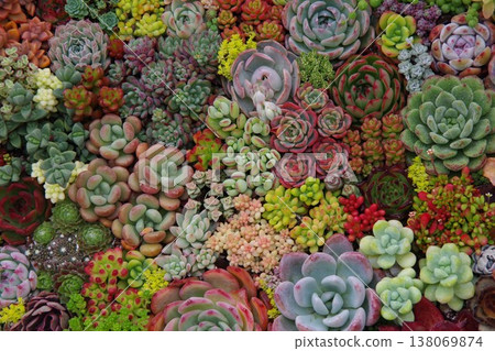 種植多肉植物 138069874