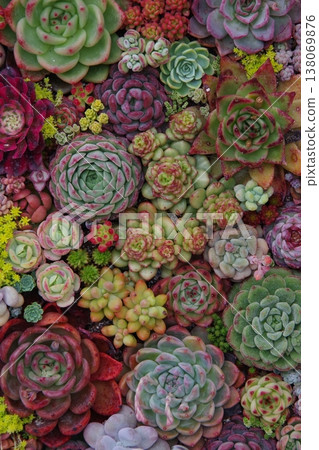 種植多肉植物 138069876