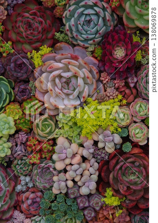 種植多肉植物 138069878