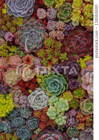 種植多肉植物 138069880