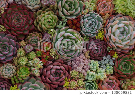 種植多肉植物 138069881