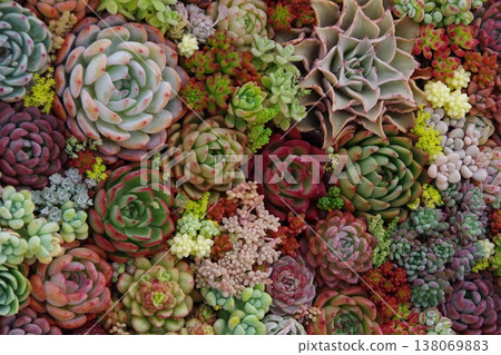 Planting succulent plants 138069883