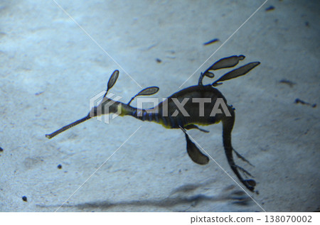 Weedy Sea Dragon Weedy Sea Dragon 138070002