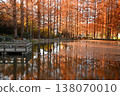 Autumn leaves reflected in the water, a row of metasequoia trees, at Kaigarayama Park in Kamagaya City. 138070010
