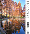Autumn leaves reflected in the water, a row of metasequoia trees, at Kaigarayama Park in Kamagaya City. 138070011