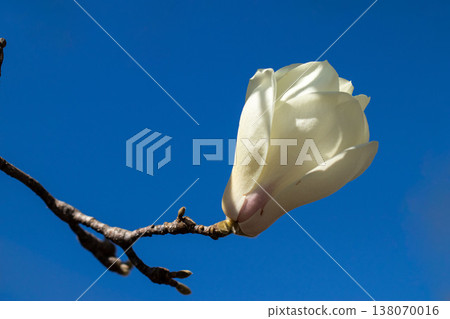 White magnolia flower shining in the blue sky White magnolia flower shining in the blue sky 138070016