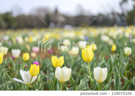 鬱金香花田，黃色，春天，三月，材料 138070106