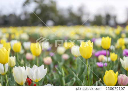 鬱金香花田，黃色，春天，三月，材料 138070107