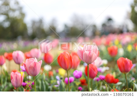 Tulip field, pink and red flowers, spring, March, sunny, material 138070161