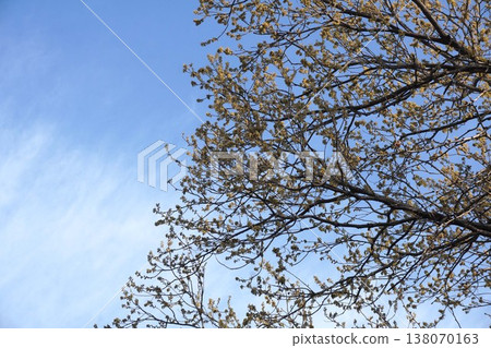 橡樹花 - 2026年3月 138070163