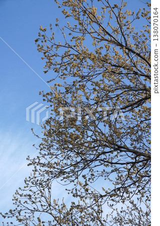 橡樹花 - 2026年3月 138070164