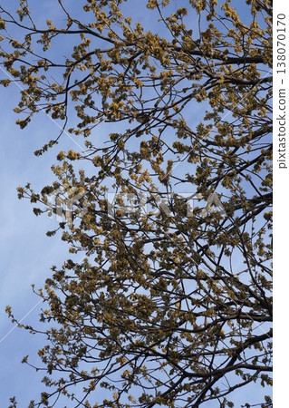 Oak blossoms, March 2026 138070170