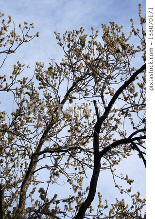 Oak blossoms, March 2026 138070171