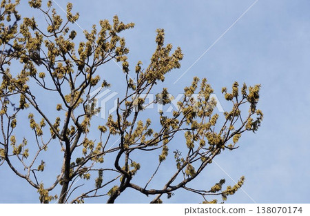 橡樹花 - 2026年3月 橡樹花 - 2026年3月 138070174