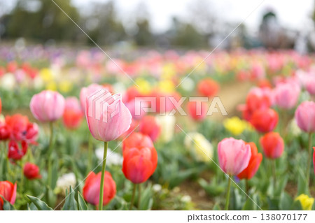 Tulip field, pink and red flowers, spring, March, sunny, material 138070177