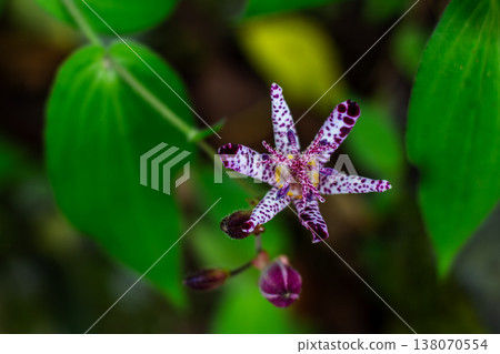 Hototogisu Hototogisu 138070554
