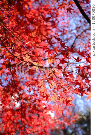 Bright red autumn leaves 138070850