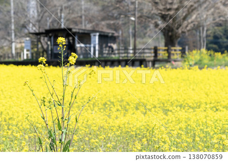A dilapidated local train station seen across a field of yellow flowers. A dilapidated local train station seen across a field of yellow flowers. 138070859