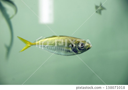 竹莢魚 竹莢魚 138071018