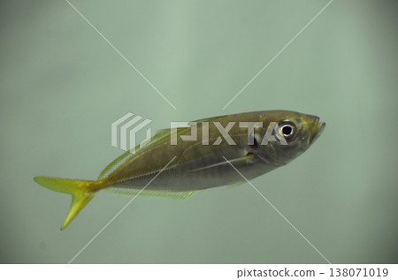 Horse mackerel Horse mackerel 138071019